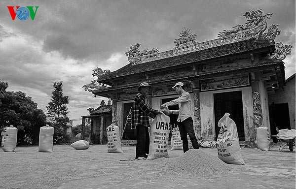 Ernte in meiner Heimat - ảnh 11