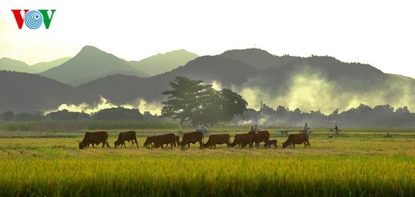 Ernte in meiner Heimat - ảnh 15