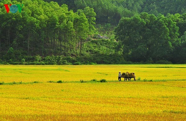 Ernte in meiner Heimat - ảnh 4