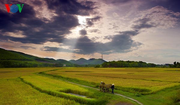 Ernte in meiner Heimat - ảnh 6