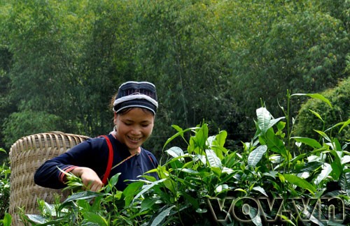 Fin Ho-Tee in der Bergprovinz Ha Giang  - ảnh 10