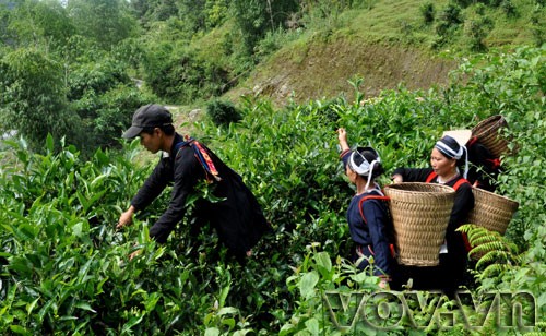 Fin Ho-Tee in der Bergprovinz Ha Giang  - ảnh 2