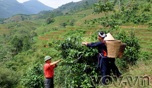 Fin Ho-Tee in der Bergprovinz Ha Giang  - ảnh 4