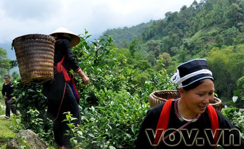 Fin Ho-Tee in der Bergprovinz Ha Giang  - ảnh 5