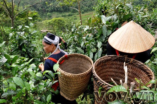 Fin Ho-Tee in der Bergprovinz Ha Giang  - ảnh 6