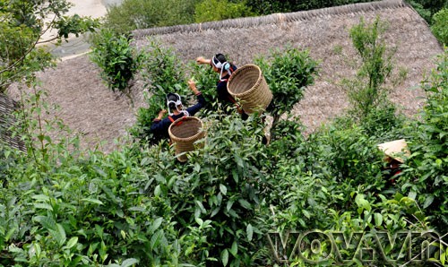 Fin Ho-Tee in der Bergprovinz Ha Giang  - ảnh 7