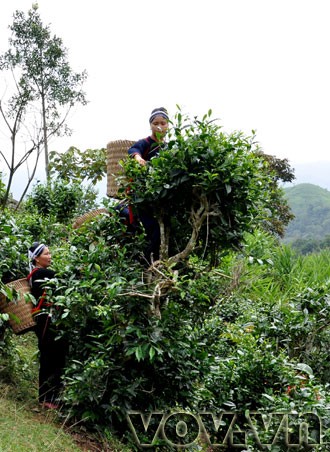 Fin Ho-Tee in der Bergprovinz Ha Giang  - ảnh 8