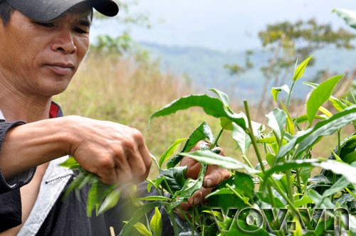 Fin Ho-Tee in der Bergprovinz Ha Giang  - ảnh 9