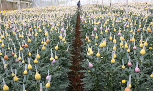 Vu Nhuan - Experte für Blumen mit neuen Techniken  - ảnh 1