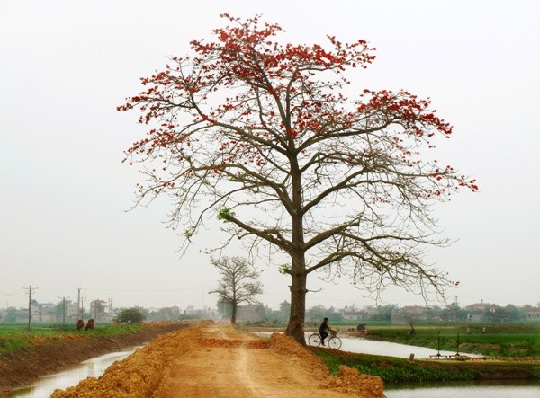 Saison der Blüte des roten Seidenwollbaums - ảnh 11