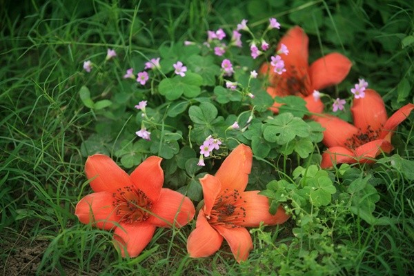 Saison der Blüte des roten Seidenwollbaums - ảnh 9