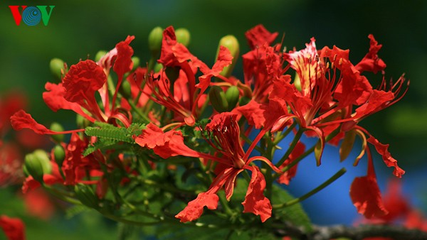 Bunte Sommerblüten - ảnh 13