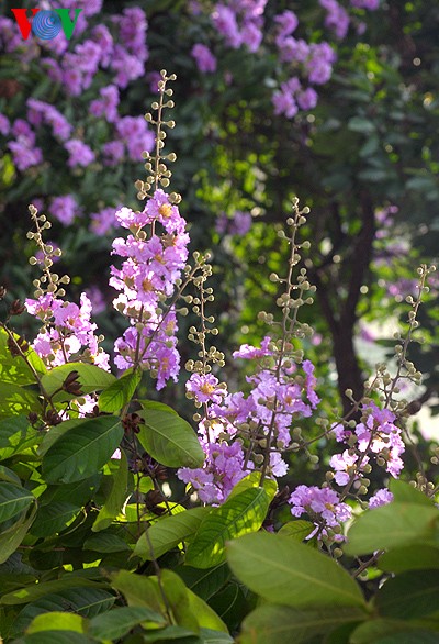 Bunte Sommerblüten - ảnh 8