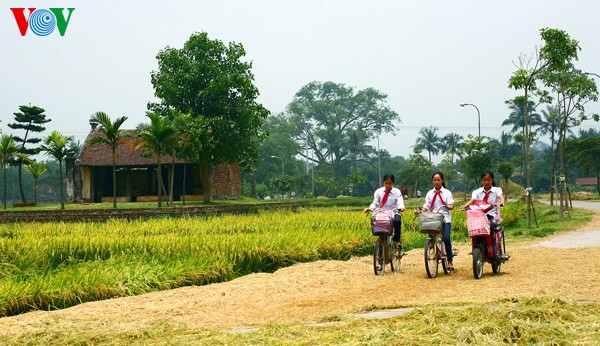 Erntezeit im traditionellen Dorf Duong Lam - ảnh 1