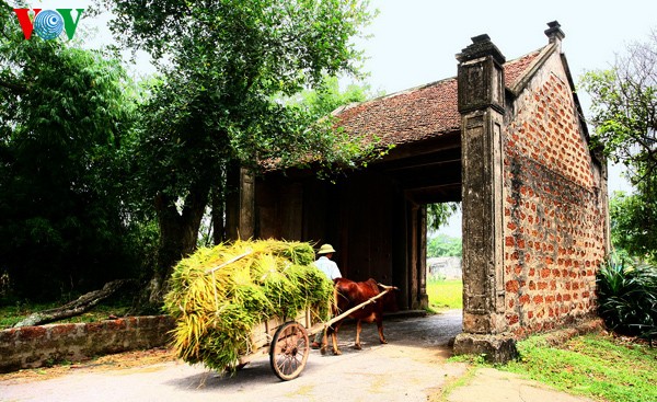 Erntezeit im traditionellen Dorf Duong Lam - ảnh 10