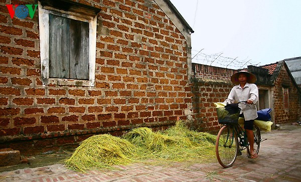 Erntezeit im traditionellen Dorf Duong Lam - ảnh 13