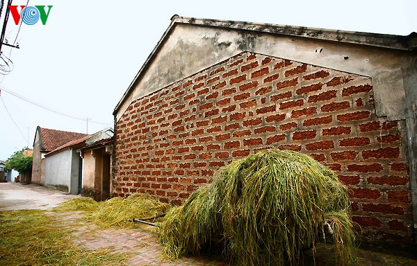 Erntezeit im traditionellen Dorf Duong Lam - ảnh 14