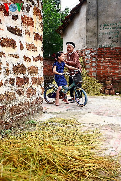 Erntezeit im traditionellen Dorf Duong Lam - ảnh 15