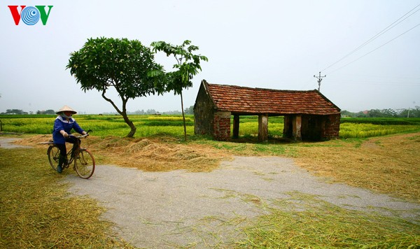 Erntezeit im traditionellen Dorf Duong Lam - ảnh 3