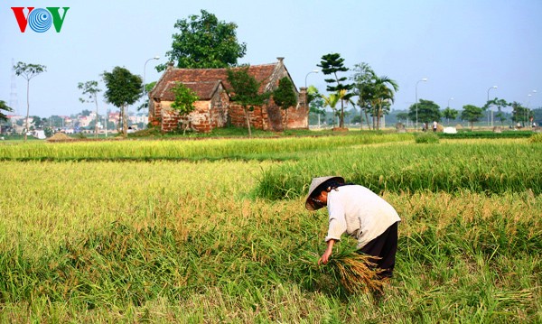 Erntezeit im traditionellen Dorf Duong Lam - ảnh 4