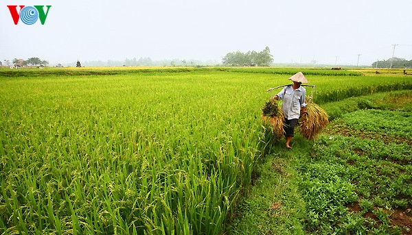 Erntezeit im traditionellen Dorf Duong Lam - ảnh 5