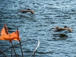 Das kubanische Parlament verabschiedet ein neues Meeresgesetz - ảnh 1