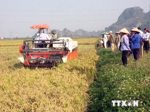 Restrukturierung der Landwirtschaftsproduktion - ảnh 2