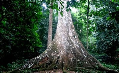 Interessante Erlebnisse im Nationalpark Cuc Phuong - ảnh 3