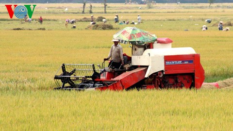 Restrukturierung der Landwirtschaft: viele neue Modelle - ảnh 1