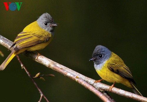 Fotos von Vogelarten in Vietnam, die vor dem Aussterben gedroht sind  - ảnh 12