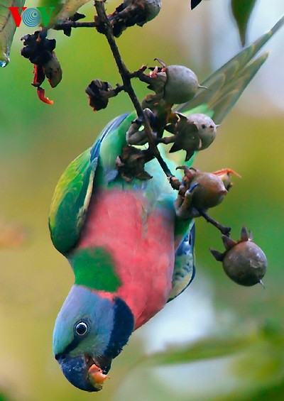 Fotos von Vogelarten in Vietnam, die vor dem Aussterben gedroht sind  - ảnh 13