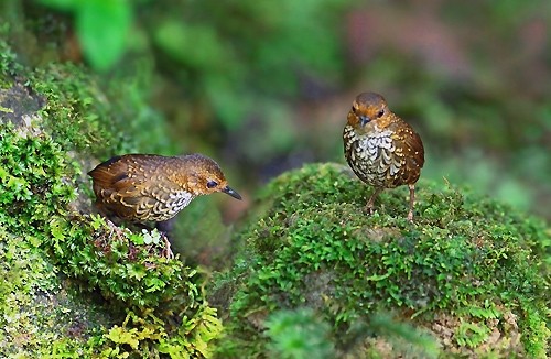 Fotos von Vogelarten in Vietnam, die vor dem Aussterben gedroht sind  - ảnh 14