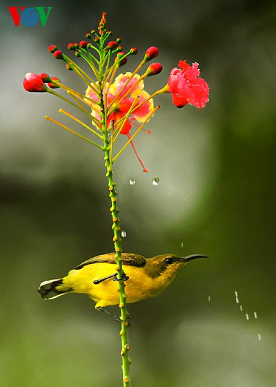 Fotos von Vogelarten in Vietnam, die vor dem Aussterben gedroht sind  - ảnh 17