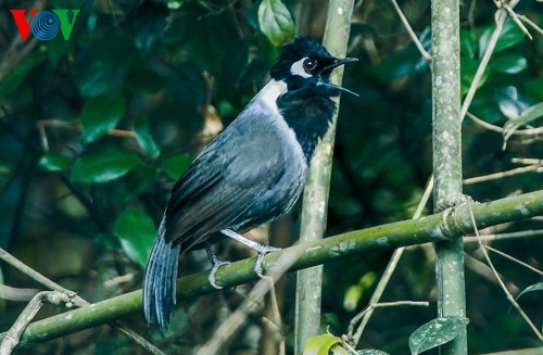 Fotos von Vogelarten in Vietnam, die vor dem Aussterben gedroht sind  - ảnh 2