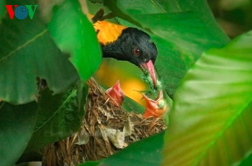 Fotos von Vogelarten in Vietnam, die vor dem Aussterben gedroht sind  - ảnh 20