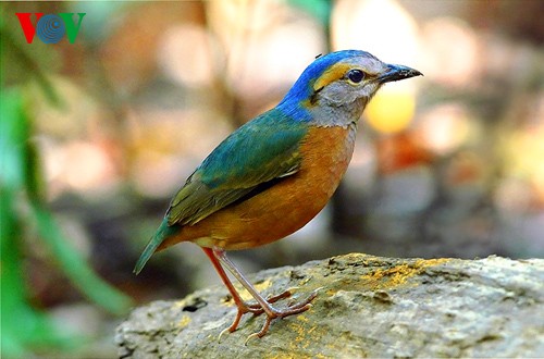 Fotos von Vogelarten in Vietnam, die vor dem Aussterben gedroht sind  - ảnh 4