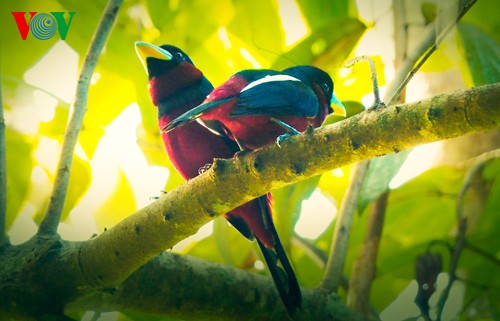 Fotos von Vogelarten in Vietnam, die vor dem Aussterben gedroht sind  - ảnh 9