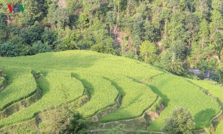 Der junge Reis auf den Reisterrassen in Tung San - ảnh 1