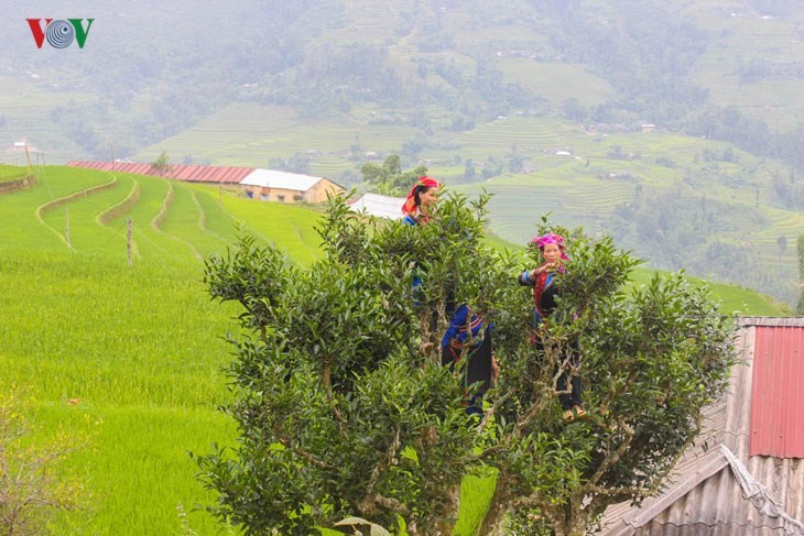 Der junge Reis auf den Reisterrassen in Tung San - ảnh 10