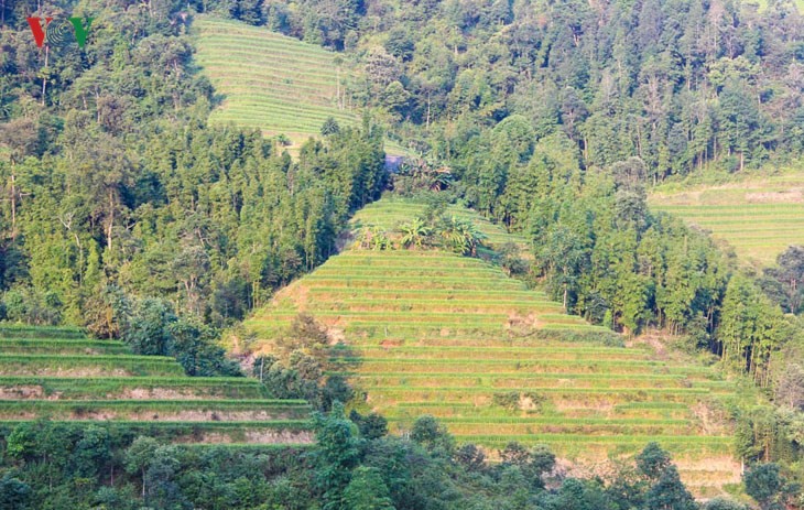 Der junge Reis auf den Reisterrassen in Tung San - ảnh 2