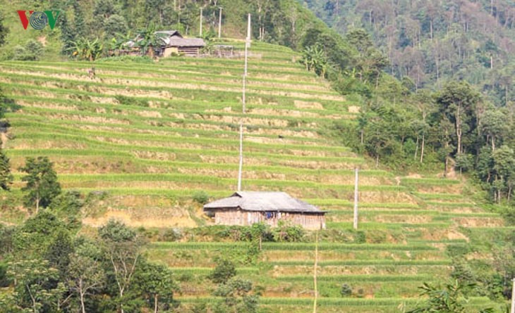 Der junge Reis auf den Reisterrassen in Tung San - ảnh 5