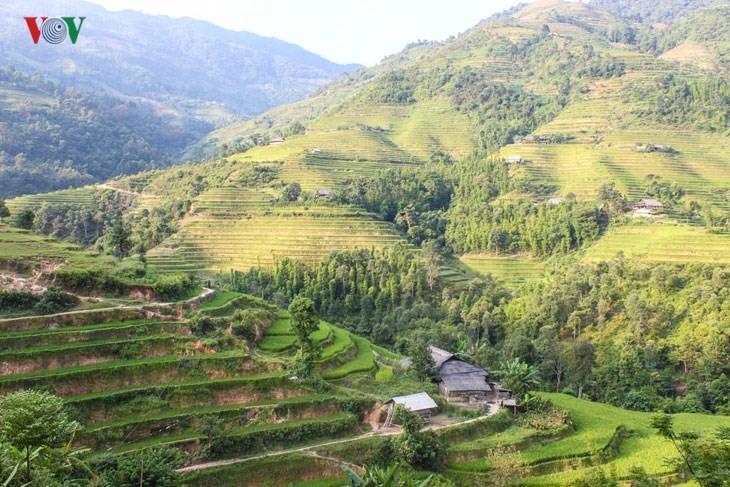 Der junge Reis auf den Reisterrassen in Tung San - ảnh 6