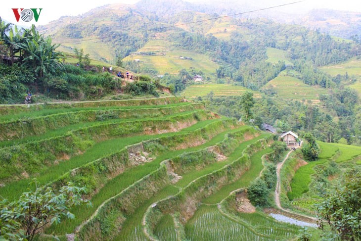 Der junge Reis auf den Reisterrassen in Tung San - ảnh 7