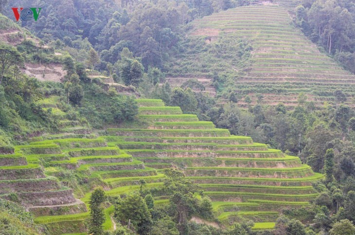 Der junge Reis auf den Reisterrassen in Tung San - ảnh 8