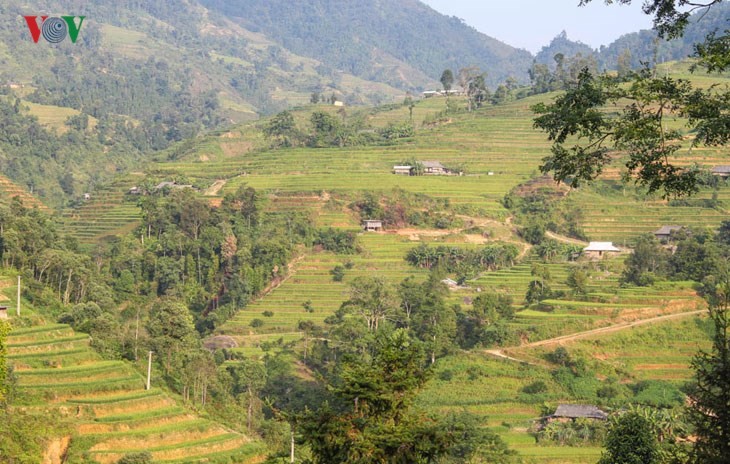 Der junge Reis auf den Reisterrassen in Tung San - ảnh 9