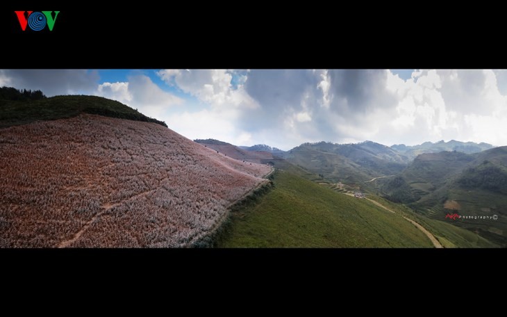 Die Schönheit des Buchweizen im Hochgebirge - ảnh 13