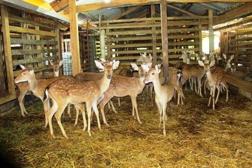 Effiziente Modelle zur Entwicklung moderner Genossenschaften in Ha Tinh - ảnh 1