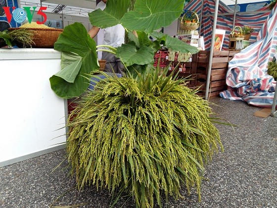 Grüne Reisflocken aus Me Tri – eine Spezialität Hanois - ảnh 3