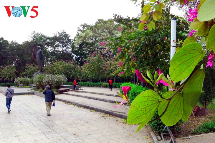 Die Schönheit der Bauhinien in Hanoi - ảnh 10