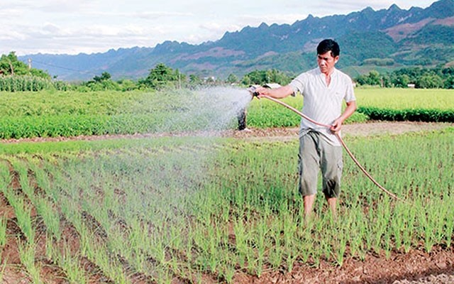 Winterernte in nordvietnamesischen Provinzen - ảnh 1